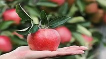 क्या आप भी हर रोज खाते हैं एक सेब,इन बीमारियों का रहता है डर | Benefits of Apple | Boldsky