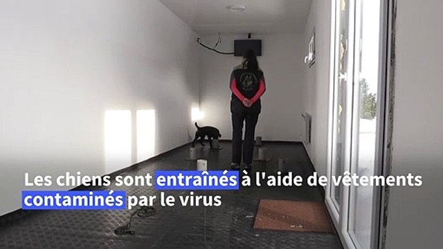 Les Tchèques préparent les chiens pour combattre le Covid-19
