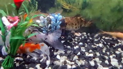 Aquarium glorius golden fish 2021