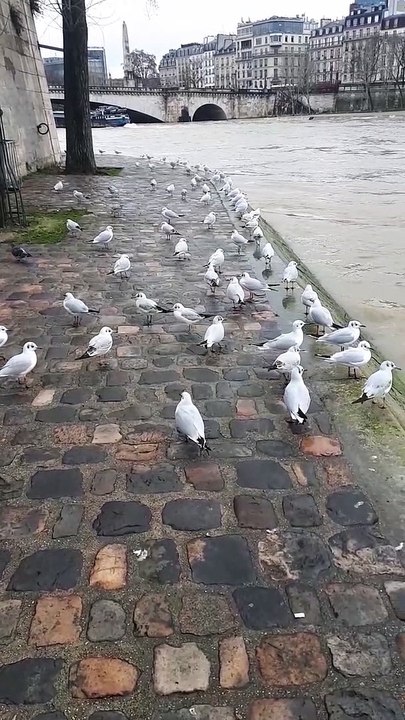 Les mouettes à Paris
