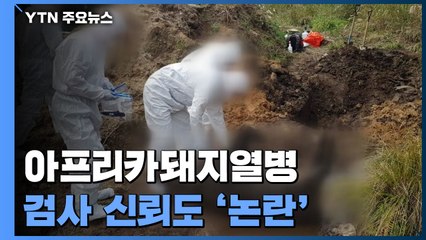 "ASF 감염지역 제대로 파악했나"...포획 멧돼지 검사 신뢰도 '논란' / YTN
