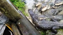Un millier d'alligators débarque pour le diner