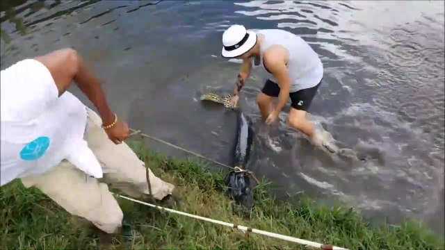 Il attrape un énorme brochet alligator... animal impressionnant