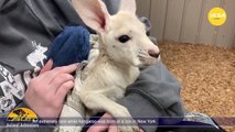 An extremely rare white kangaroo was born at a zoo in New York