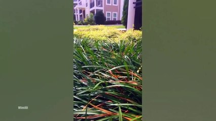 DOBLANDO VÍDEOS GRACIOSOS 26