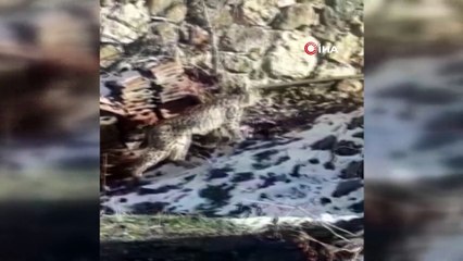 Nadir görülen vaşak ilçe merkezine indi