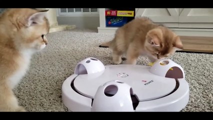 Adorable Golden British Shorthair Kittens