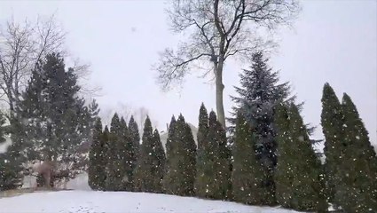 Fat flakes fall on a Michigan yard