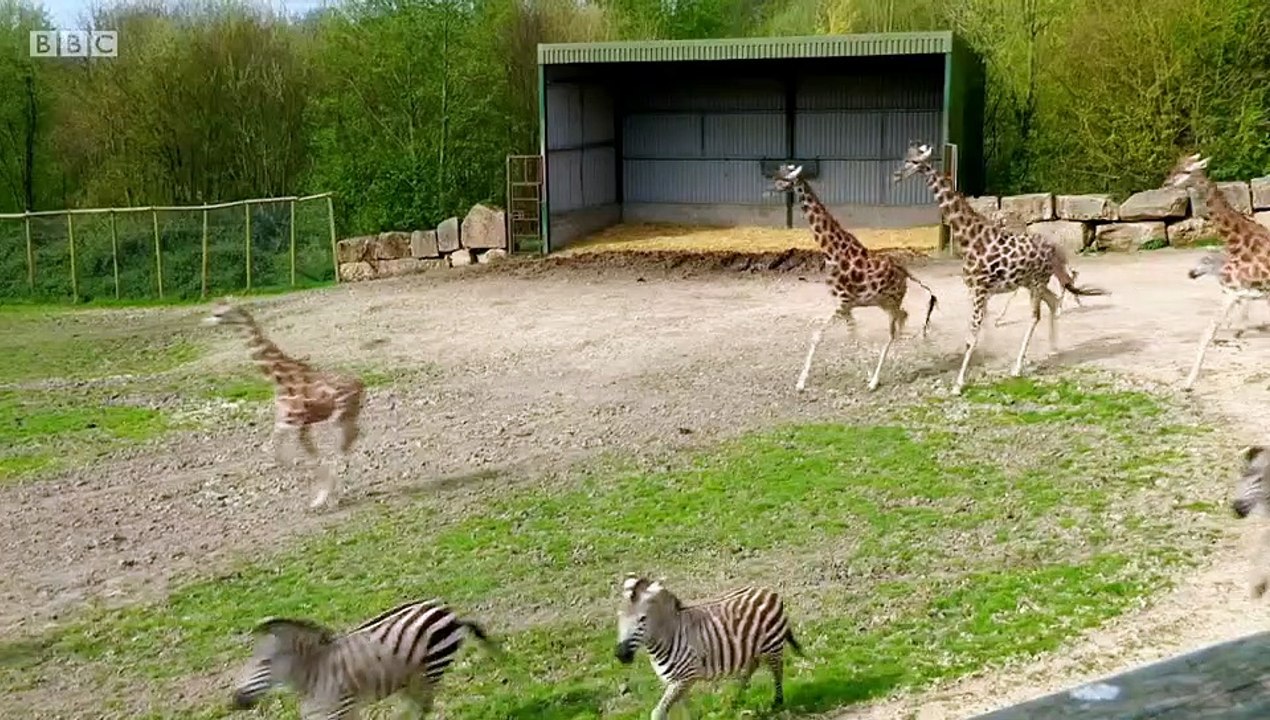 Animal Park Compilation Specials S01E06 (25 May 2020)