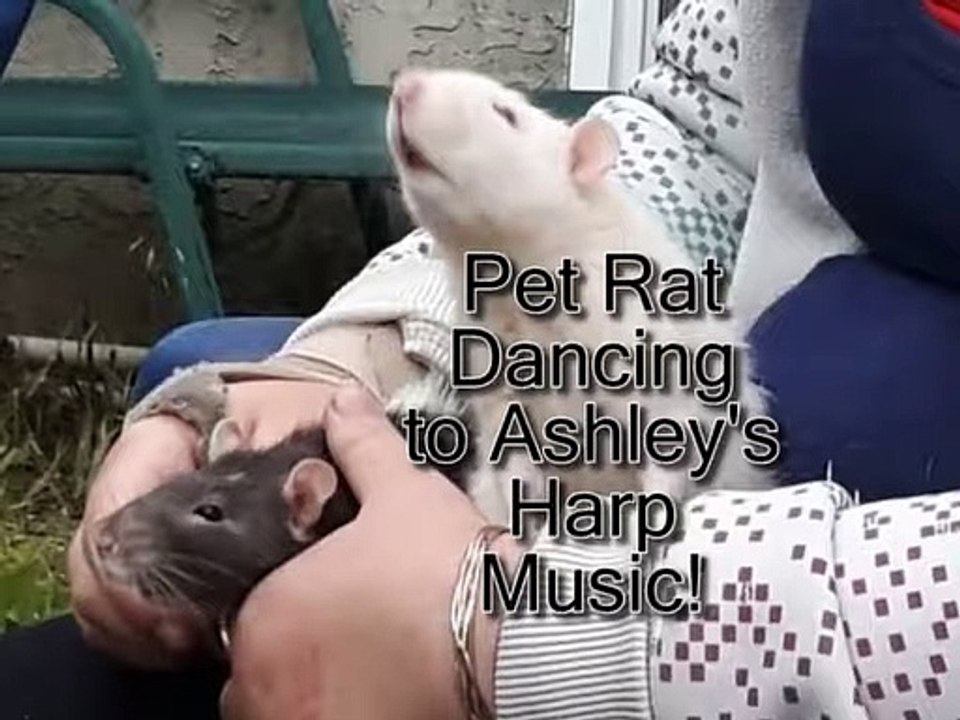 Pet Rats enjoying Pictish Harp Music