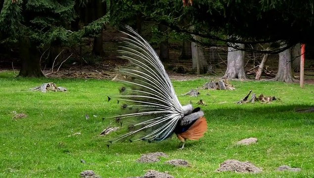 मोर नृत्य Peacock Dance Complete 2:20 & Screams High Quality HD