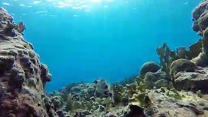 Amazing Nature Animals Videos.