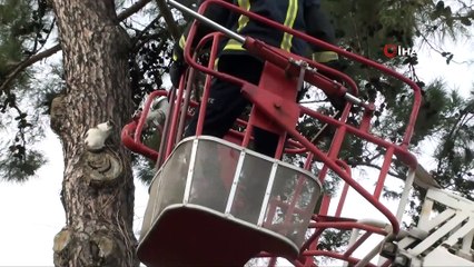 Ağaçta saatlerce mahsur kalan kedi kurtarılınca mama kavanozuna saldırdı