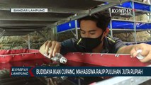 Mahasiswa Raup Untung Puluhan Juta dari Budidaya Ikan Cupang