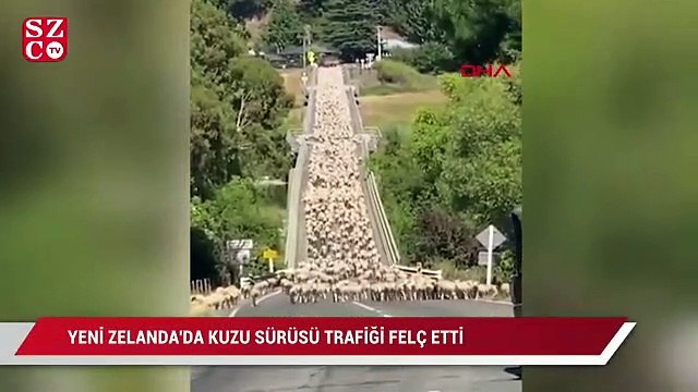 Yeni Zelanda'da kuzu sürüsü trafiği felç etti