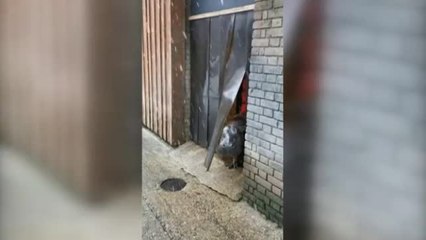 Download Video: Distintas reacciones de los animales ante la nieve en el zoológico de Londres