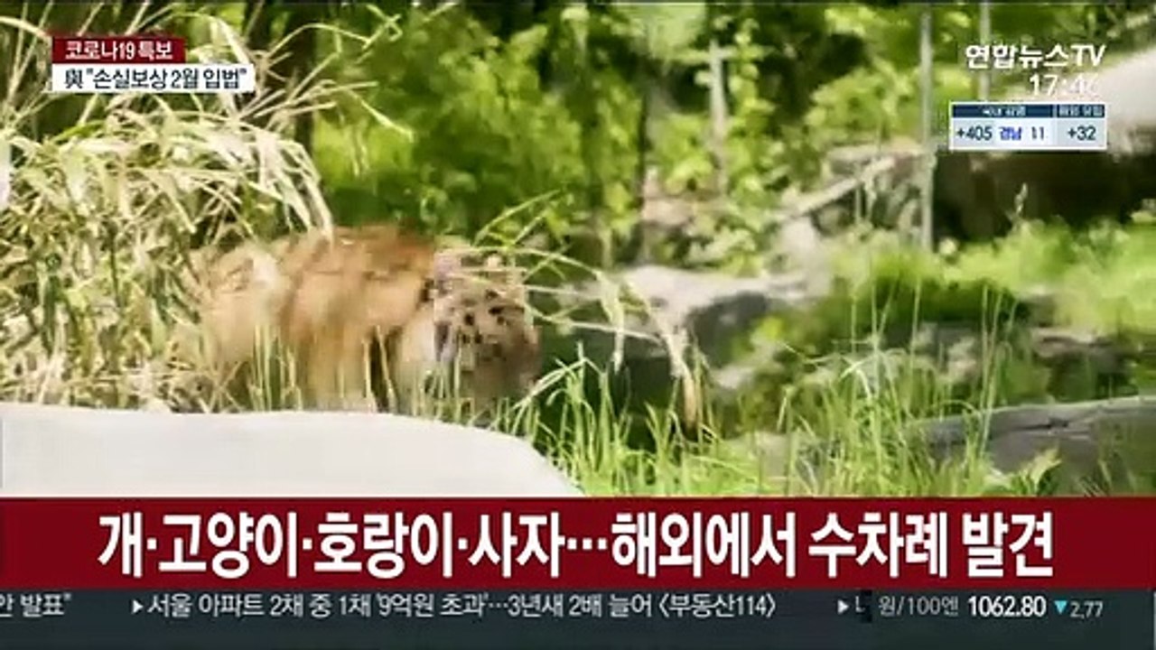 "우리 반려동물도…" 동물 감염예방 어떻게?