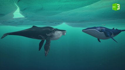 الأسماك تستمتع بصوت الحيتان