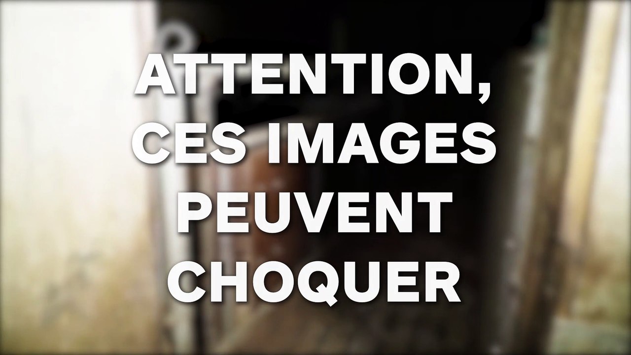 L214 dénonce un élevage de porcs à l'abandon, les images glacent le sang...