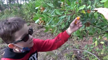 Şifa deposu meyve ormanda bedava