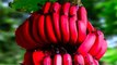 लाल केला खाने से मिलेंगे ये बेमिसाल फायदे । Red Bananas Amazing Benefits ।  Boldsky