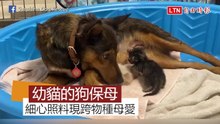 幼貓的新媽媽是狗狗？母犬展現跨物種母愛