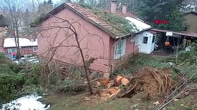 Ereğli'de fırtına ağaçları kökünden söktü