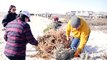 Árboles de Navidad para reconstruir las dunas de la costa de Texas