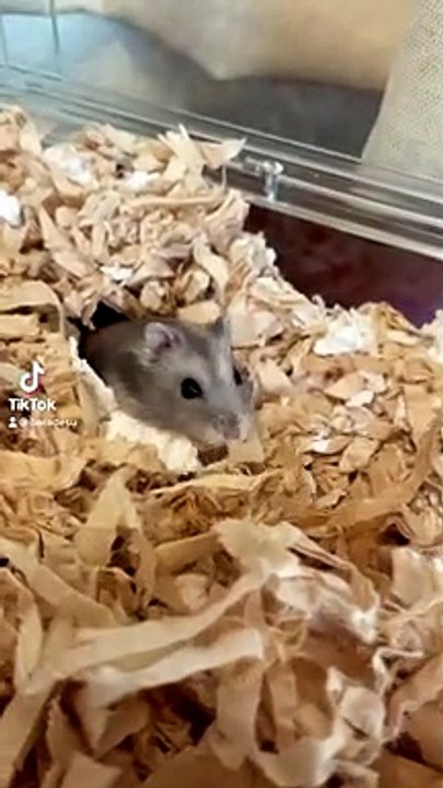 hamster