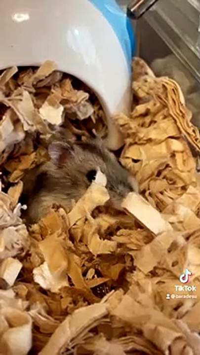 hamster