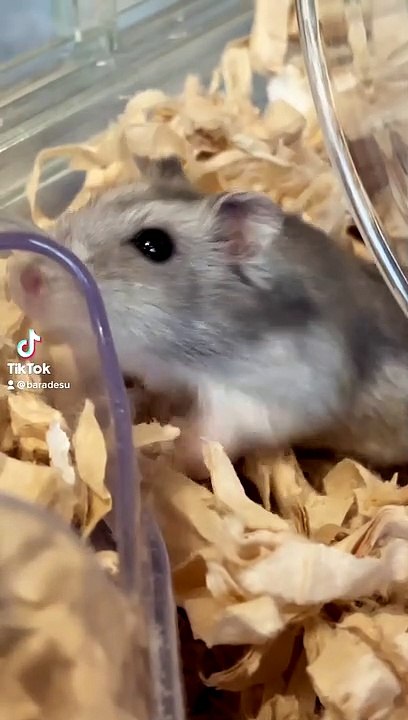 hamster