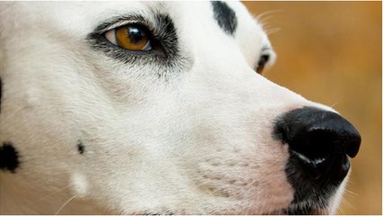 Cuántos años vive cada raza de perro