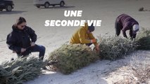 Le Texas a trouvé une utilité aux sapins de Noël après les fêtes