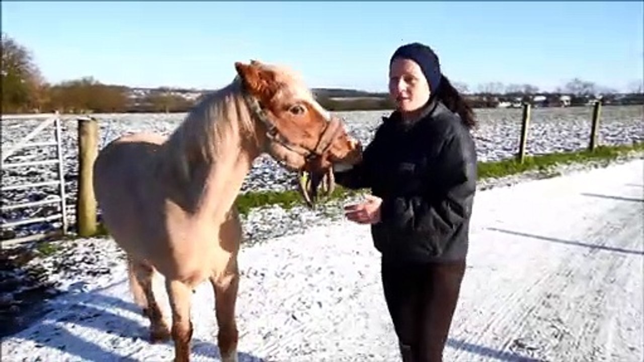 Do Not Feed the Horse