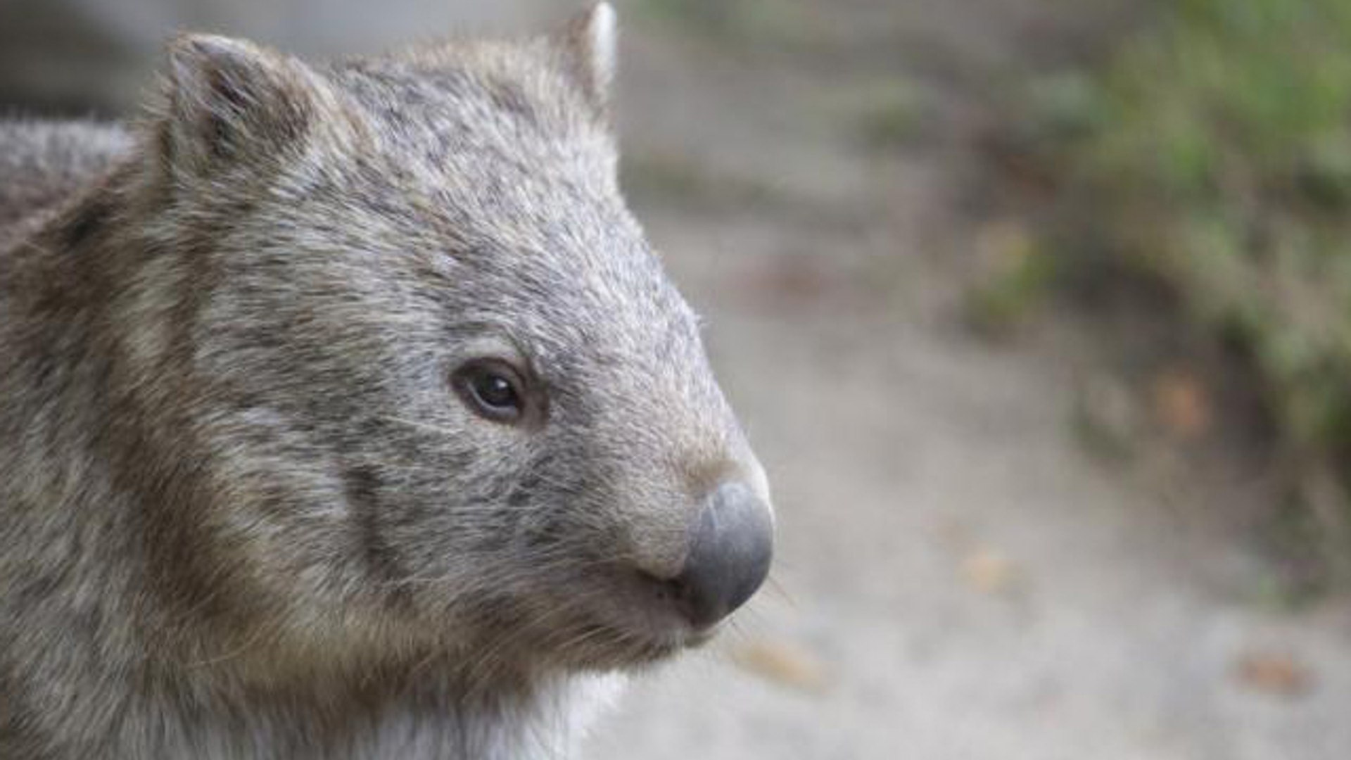 10 cosas que no sabías de los wombats
