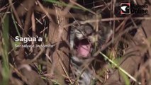 Los nuevos cachorros de yaguareté nacidos en el Iberá ya tiene nombre y pronto serán liberados