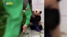 Panda-Monium! Viral Vid Shows Cut Panda Cub Clinging To Zookeeper’s Leg!
