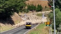 - Yeni Zelanda’da 3 bin kuzu köprüyü trafiğe kapattı