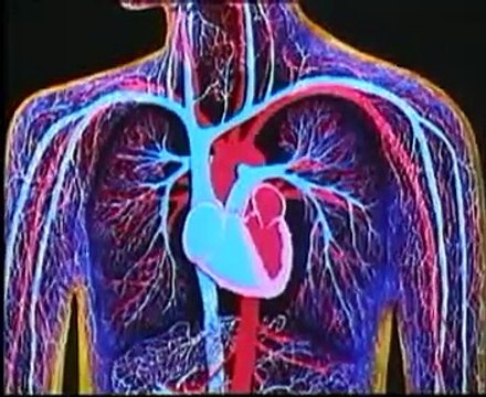 KALBİN YAPISI ve ÇALIŞMA (DOLAŞIM SİSTEMİ)