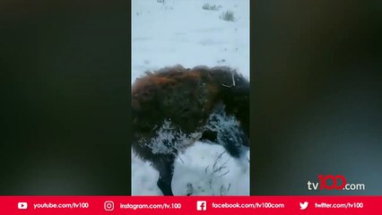 Öldürücü soğukta ısınmak isteyen fare köpeğin boynunda dondu