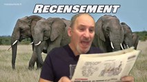 Des scientifiques vont recensés les éléphants d'Afrique.