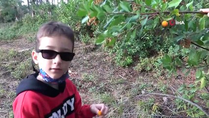 Şifa Deposu Meyve Ormanda Bedava