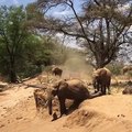 Cet éléphant a une drole de technique pour descendre le talus