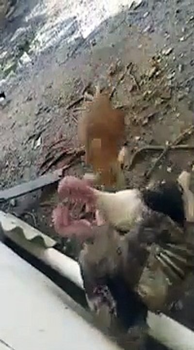 Une chèvre se prend pour Pascal le grand frère et sépare 2 dindes