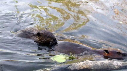 Young Beaver Rides on Adult Beaver's Tail