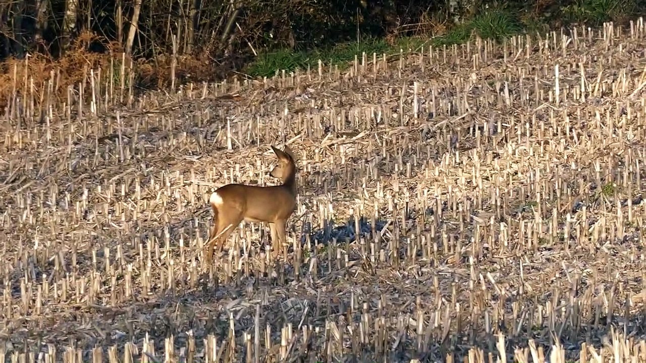 L'aboiement du chevreuil - Moment Natures