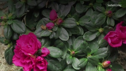 No, Your Azalea Isn’t Dying