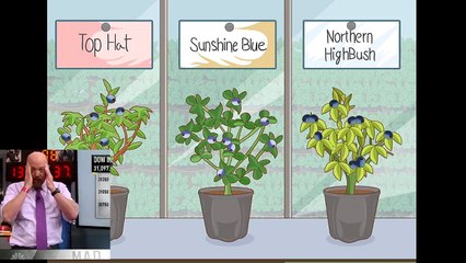 Grow Blueberries in a Pot