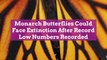 Monarch Butterflies Could Face Extinction After Record Low Numbers Recorded