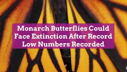 Monarch Butterflies Could Face Extinction After Record Low Numbers Recorded